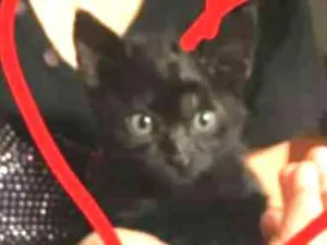 Gato raça  idade Abaixo de 2 meses nome Aparição