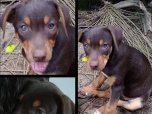 Cachorro raça Sr idade 2 a 6 meses nome Sem nome