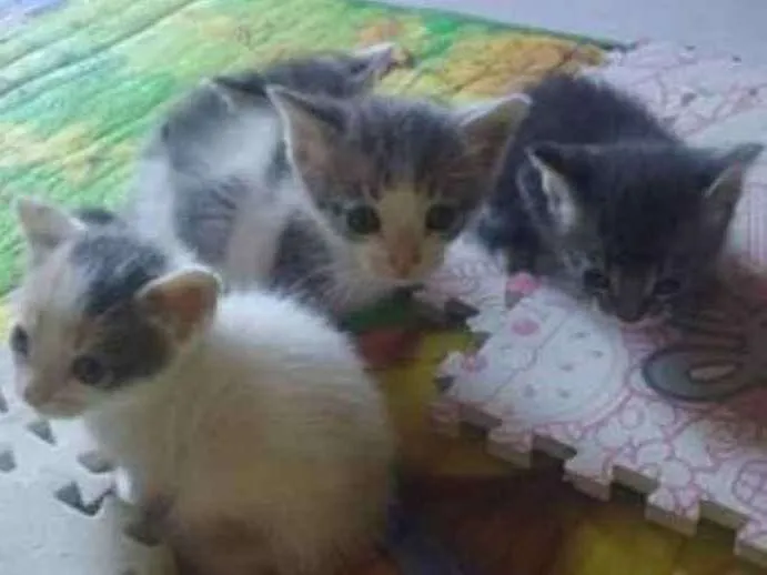 Gato ra a Não tem raça definida. idade 2 a 6 meses nome Nao tem nome ainda