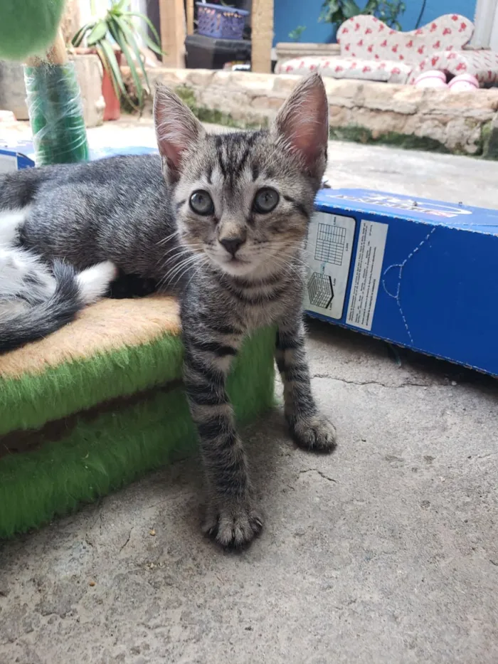 Gato ra a Srd idade 2 a 6 meses nome Morgana