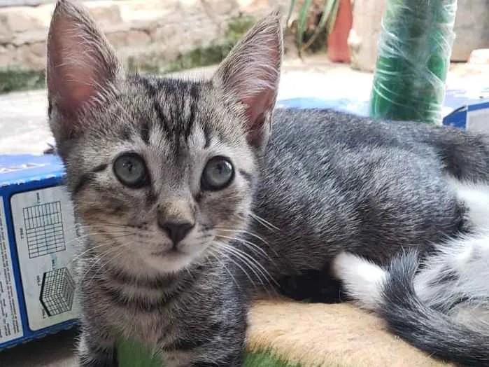 Gato ra a Srd idade 2 a 6 meses nome Morgana