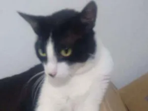 Gato raça SRD idade 2 anos nome Toddy
