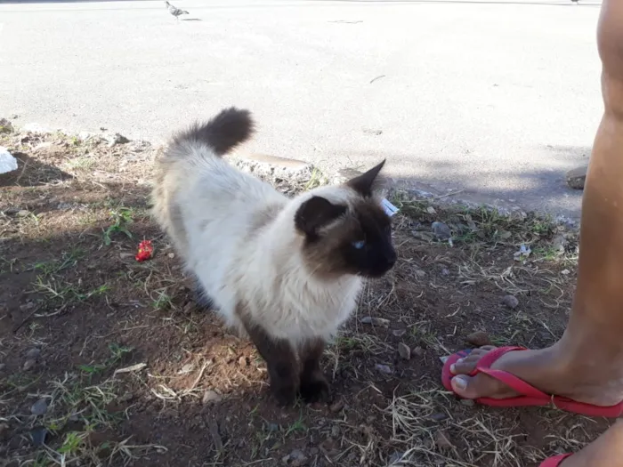 Gato ra a Não sei idade 2 anos nome Não sei