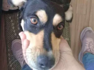 Cachorro raça SRD idade 1 ano nome Luna
