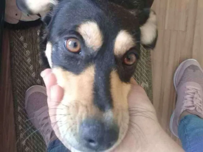 Cachorro ra a SRD idade 1 ano nome Luna