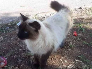 Gato raça Não sei idade 2 anos nome Não sei