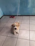 Toby
