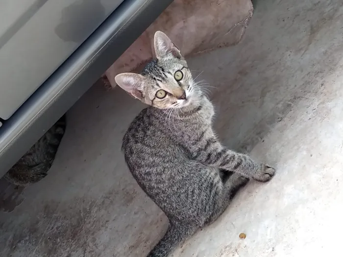 Gato ra a SRD idade Abaixo de 2 meses nome Sem nome