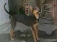Estelar