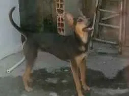 Cachorro ra a  idade 1 ano nome Estelar