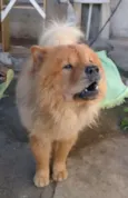 Simba