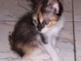 Tricolor