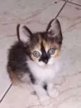 Tricolor