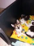 Tricolor