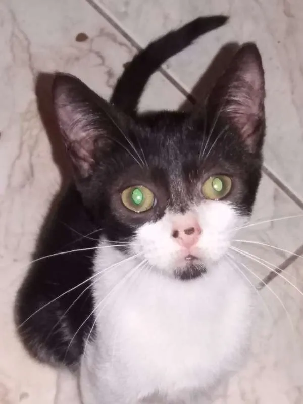 Gato ra a SRD idade Abaixo de 2 meses nome Manchinha
