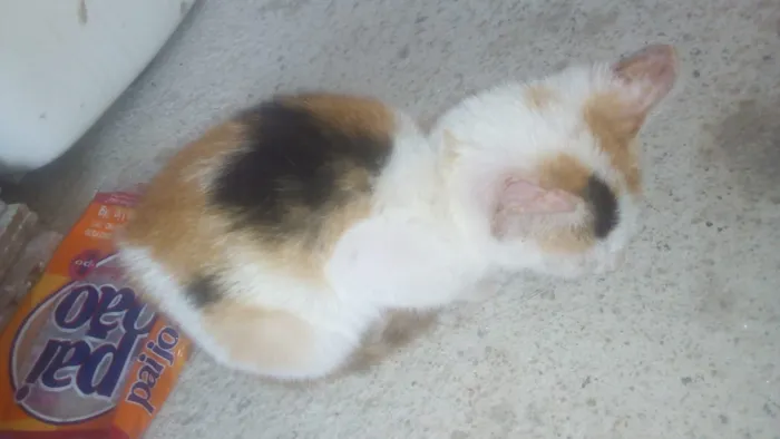 Gato raça Não sei dizer idade Abaixo de 2 meses nome Não tem