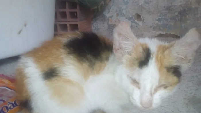 Gato raça Não sei dizer idade Abaixo de 2 meses nome Não tem