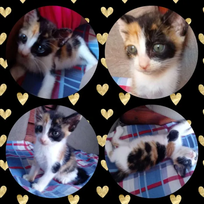 Gato raça Sem raça idade Abaixo de 2 meses nome Mel
