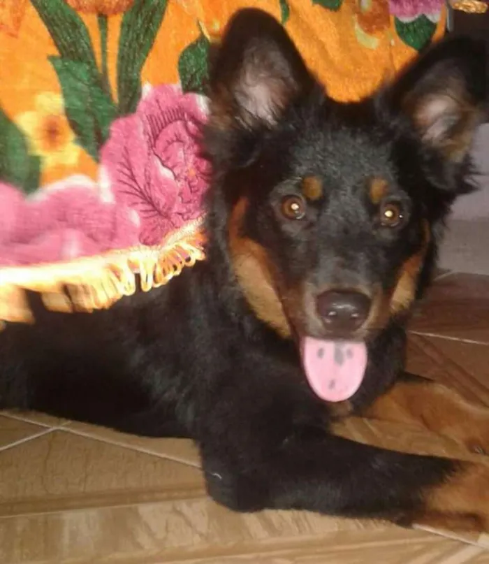 Cachorro ra a chow chow com rottweiler idade 2 anos nome Lupy