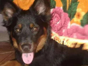 Cachorro raça chow chow com rottweiler idade 2 anos nome Lupy