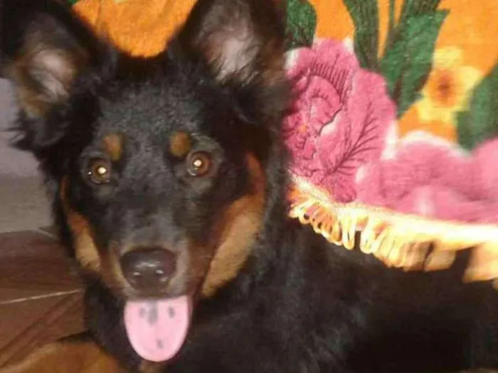Cachorro ra a chow chow com rottweiler idade 2 anos nome Lupy