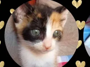 Gato raça Sem raça idade Abaixo de 2 meses nome Mel