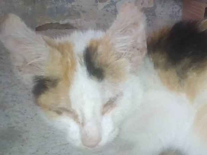 Gato raça Não sei dizer idade Abaixo de 2 meses nome Não tem