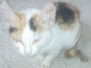 Gato raça Não sei dizer idade Abaixo de 2 meses nome Não tem
