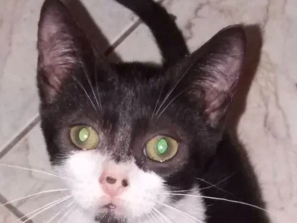 Gato ra a SRD idade Abaixo de 2 meses nome Manchinha