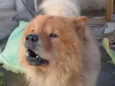 Simba