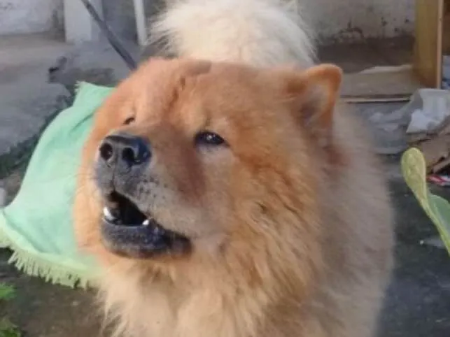 Cachorro ra a Chow chow idade 5 anos nome Simba
