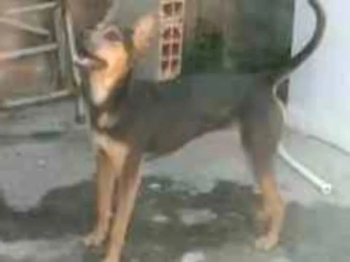 Cachorro ra a  idade 1 ano nome Estelar