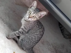 Gato raça SRD idade Abaixo de 2 meses nome Sem nome