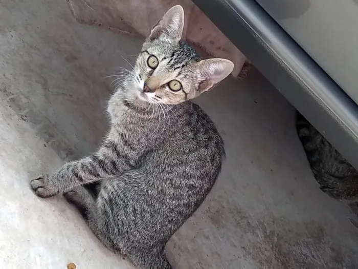 Gato ra a SRD idade Abaixo de 2 meses nome Sem nome