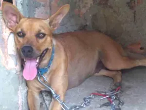 Cachorro raça Vira lata com pastor alemão idade 1 ano nome Meg