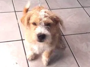 Cachorro raça Viralata com poodle idade 2 a 6 meses nome Toby