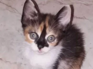 Gato raça SRD idade Abaixo de 2 meses nome Tricolor