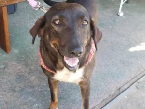 Cachorro raça Srd idade 4 anos nome Dorotéia 