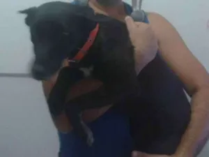 Cachorro raça Srd idade 3 anos nome Kika