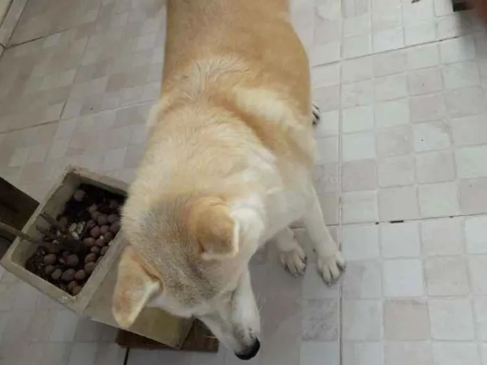 Cachorro ra a Akita idade 6 ou mais anos nome Kiara