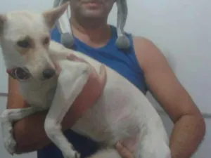 Cachorro raça Srd idade 3 anos nome Mel