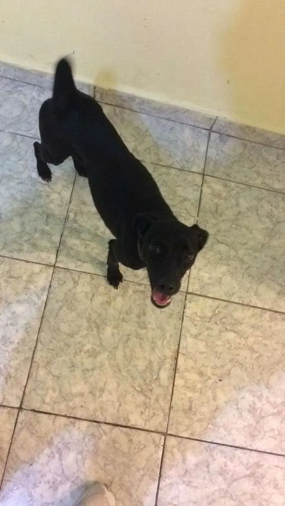 Cachorro ra a Vira lata idade 1 ano nome Princesa
