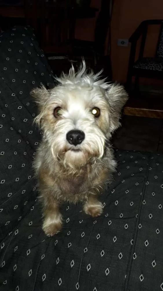 Cachorro ra a Mestiça  idade 2 anos nome Peteka 