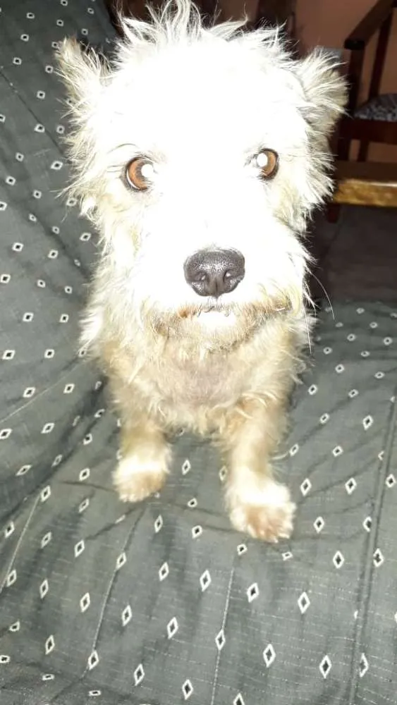 Cachorro ra a Mestiça  idade 2 anos nome Peteka 