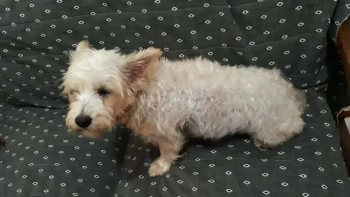 Cachorro ra a Mestiça  idade 2 anos nome Peteka 