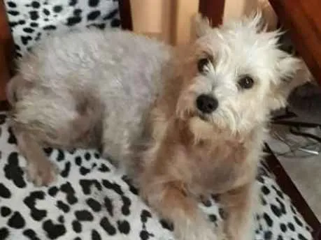 Cachorro ra a Mestiça  idade 2 anos nome Peteka 