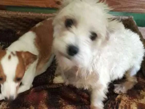 Cachorro ra a Mestiça  idade 2 anos nome Peteka 