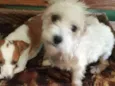 Peteka