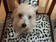 Peteka
