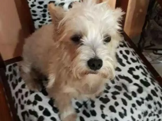 Cachorro ra a Mestiça  idade 2 anos nome Peteka 